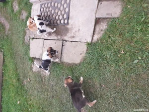 Donez  4 căței masculi ,