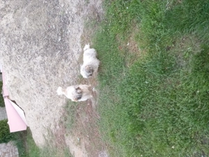 Vand o pereche de catei Thizu  - imagine 5 Vand o pereche de catei Thizu  - imagine 5