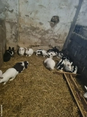 Iepuri reproductie sacrificare