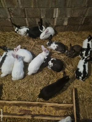 Iepuri reproductie sacrificare  - imagine 2