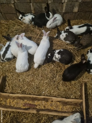 Iepuri reproductie sacrificare  - imagine 3