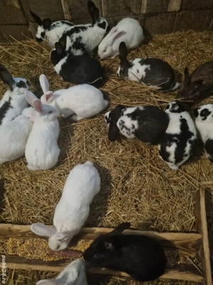 Iepuri reproductie sacrificare  - imagine 4