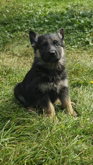 Pui ciobanesc german 