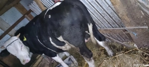 Vând viței de carne