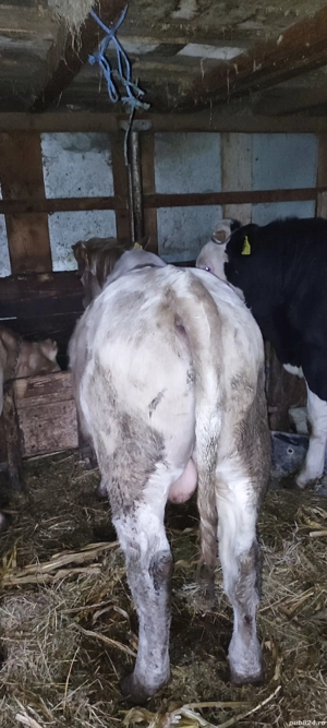 Vând viței de carne - imagine 4