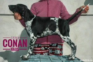 Brac german,pui de 3 luni - imagine 2 Brac german,pui de 3 luni - imagine 2