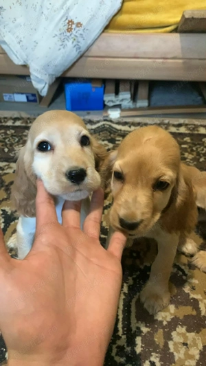 7 puiuți Cocker Spaniel în căutare de o nouă familie - imagine 5 7 puiuți Cocker Spaniel în căutare de o nouă familie - imagine 5