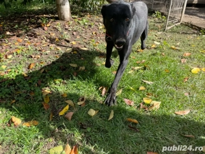 vand catei malinois rasa pura - imagine 4 vand catei malinois rasa pura - imagine 4