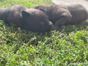 vand catei malinois rasa pura - imagine 2 vand catei malinois rasa pura - imagine 2