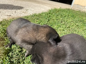 vand catei malinois rasa pura - imagine 3 vand catei malinois rasa pura - imagine 3