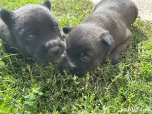 vand catei malinois rasa pura