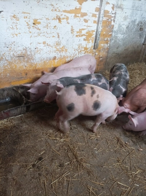 Vând purcei Rasa de carne                 - imagine 2