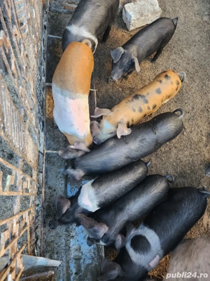Purcei duroc si bazna  - imagine 4