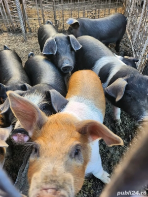 Purcei duroc si bazna  - imagine 3