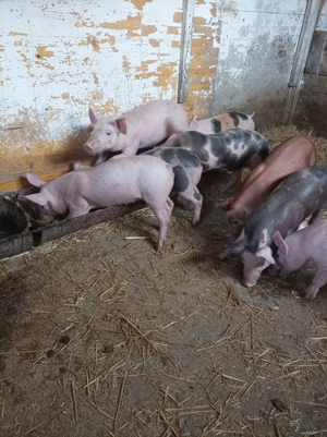 Vând purcei Rasa de carne                 - imagine 4