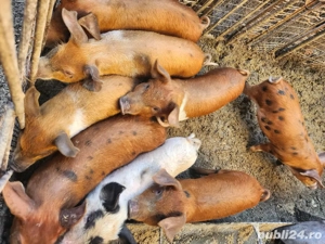 Purcei duroc si bazna 