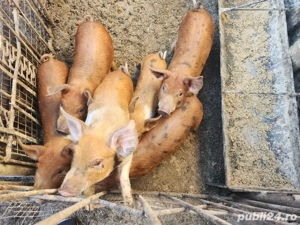Purcei duroc si bazna  - imagine 2