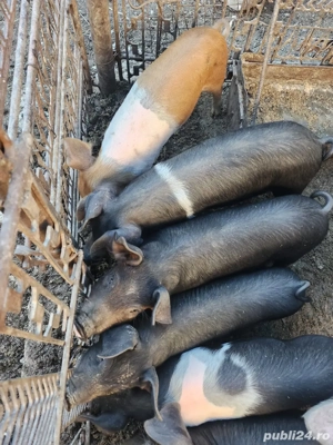 Purcei duroc si bazna  - imagine 5