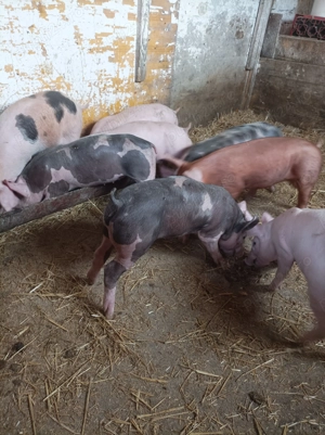 Vând purcei Rasa de carne                 - imagine 5