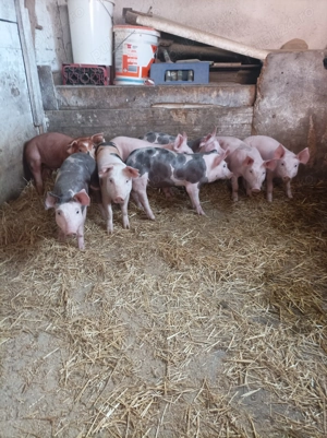 Vând purcei Rasa de carne                 - imagine 3
