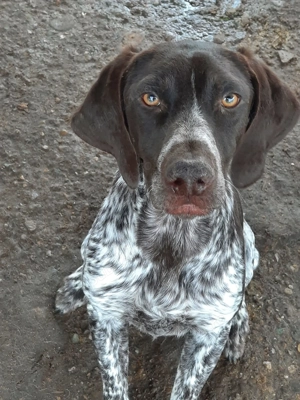 Câine rasa brac german