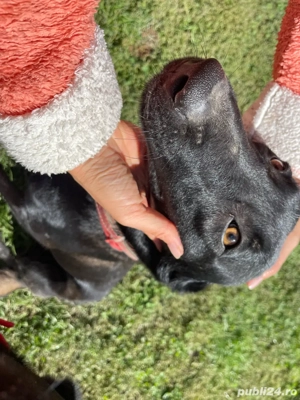 vand catei malinois rasa pura - imagine 5 vand catei malinois rasa pura - imagine 5