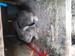 Iepuri uriaș german