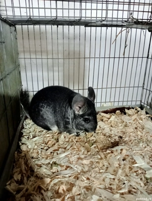 Cincilla animal de companie. - imagine 2