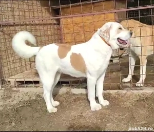 Ciobănesc de asia centrală,femelă