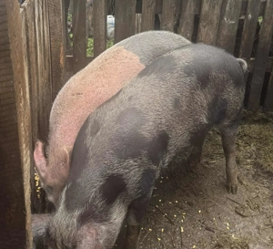 Porci de vânzare 