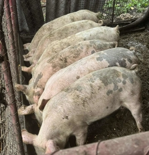 Porci de vânzare  - imagine 3