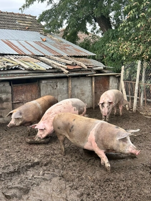 Porci din rasa Landras cu Petrean