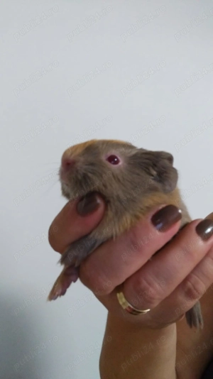 Porcusori de guineea