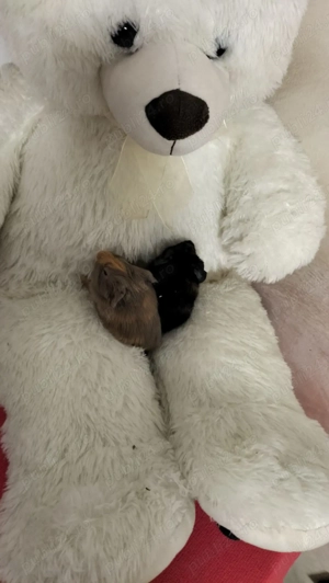 Porcusori de guineea - imagine 2 Porcusori de guineea - imagine 2