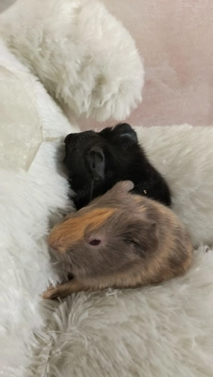 Porcusori de guineea - imagine 3 Porcusori de guineea - imagine 3