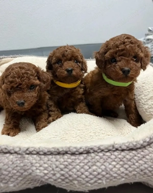  Pudel toy barboncino poodle