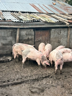 Porci Din Rasa Landras Cu Petrean  - imagine 2