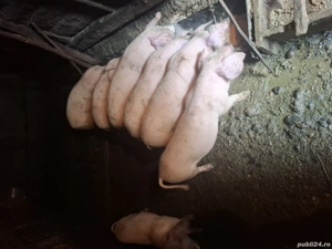 vând purcei - imagine 3 vând purcei - imagine 3