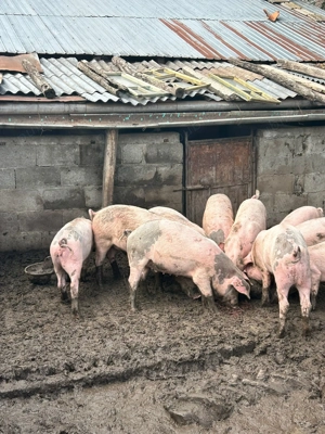 Porci Din Rasa Landras Cu Petrean 