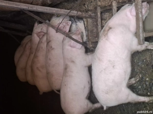 vând purcei - imagine 2 vând purcei - imagine 2