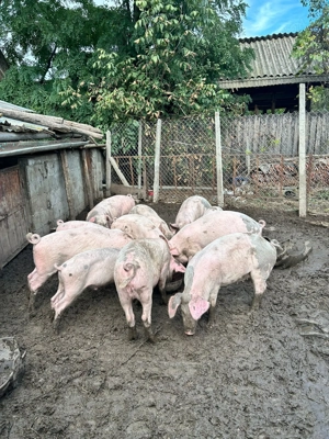 Porci Din Rasa Landras Cu Petrean  - imagine 4