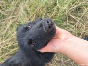 Caine metis de talie medie - imagine 2