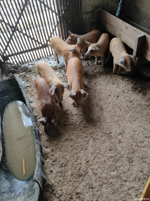 vind purcei  - imagine 3