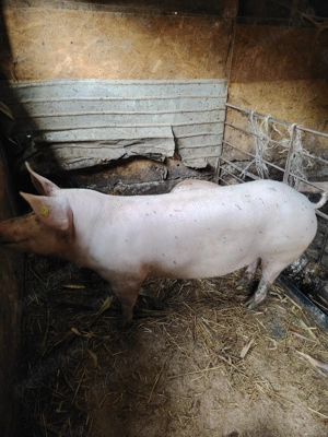 SCROFITĂ  și  VIERUȘ ,  Disponibilii.