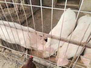 Vand purcei, 550 lei