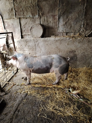 VIERUȘ disponibilii.