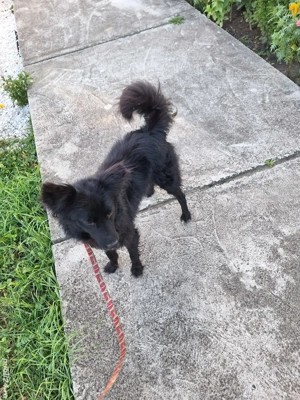 Caine metis de talie medie