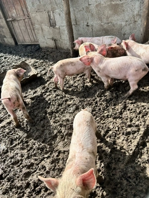 Purcei de vânzare de 6 săptămâni din rasa Landras cu Petrean