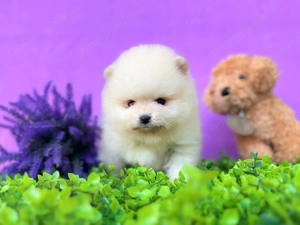 Pomeranian boo mini toy