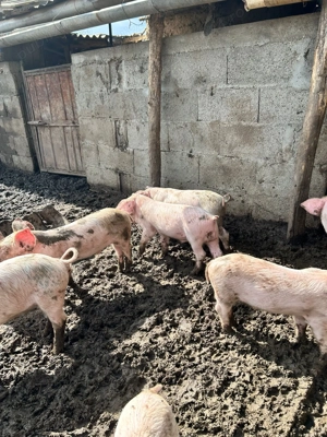 Purcei de vânzare de 6 săptămâni din rasa Landras cu Petrean - imagine 2